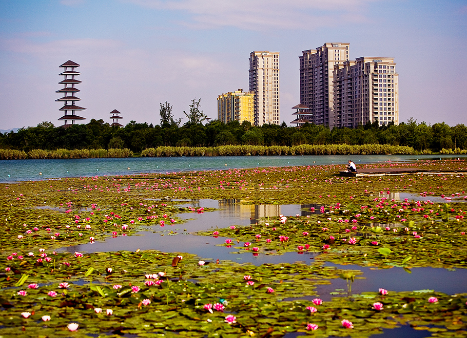 莲花满湖（张天锡）.jpg